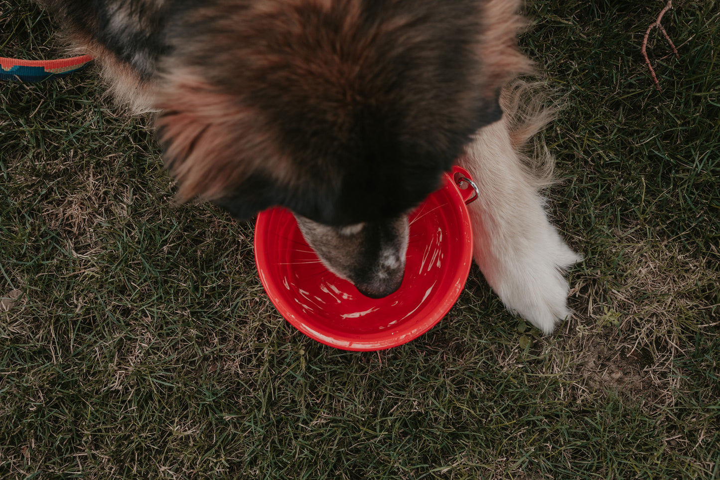 LivCo Portable Dog Water Bowl