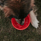 LivCo Portable Dog Water Bowl